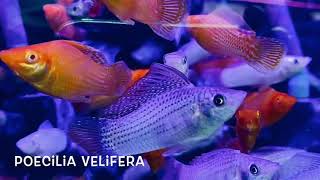 Poecilia Velifera The Yucatan Molly [upl. by Marlane]