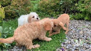 Cavachon Puppies [upl. by Suidaht]