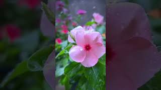 Noyontara flower🌸shortvideo garden gardenplants nature foryou [upl. by Eyatnod]