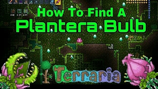 Terraria How To Find A Plantera Bulb [upl. by Enaffit994]