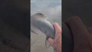 Bonnethead shark catch and release at Melbourne Beach tight lines [upl. by Miahc141]