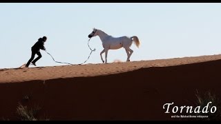 Tornado and the Kalahari Horse Whisperer [upl. by Bar]