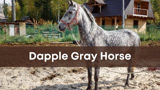 Dapple gray horse facts pictures and everything [upl. by Omer]