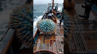 GIANT SEA URCHINS captured by fishermen🥥🌊🐟 [upl. by Darnell720]