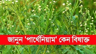 সাবধান  আপনার বাড়ির আশে পাশেই রয়েছে এই বিষাক্ত গাছ  পার্থেনিয়াম  Parthenium [upl. by Natlus]