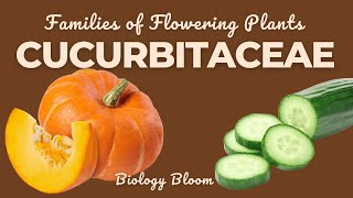 Cucurbitaceae Family Gourd or Sponge Family  Characteristics Economic Importance  Biology Bloom [upl. by Odele]