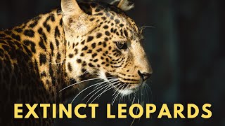 Extinct Leopards [upl. by Godliman961]