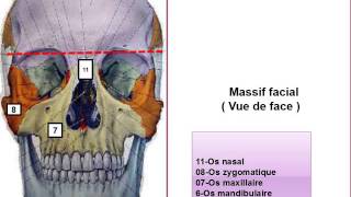 ANATOMIE MS La Tête osseuse [upl. by Demha]