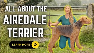 All about the Airdale Terrier  Learn all about this loyal war dog amp versatile dog breed [upl. by Seavir]