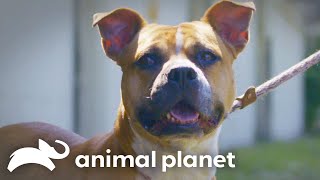 Her Birthday Wish How Adopting a Pit Bull Changed Everything  Pit Bulls and Parolees [upl. by Essile454]