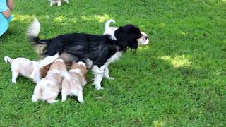 Cavachon Puppies for Sale [upl. by Artima333]