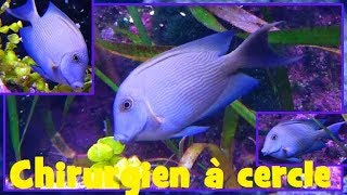 Ctenochaetus strigosus  Bennett 1828  Acanthuridae  Poissonchirurgien à cercle  112017 [upl. by Ecnaled792]