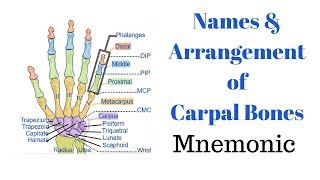 Names amp Arrangement of Carpal Bones Mnemonic [upl. by Christye]