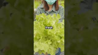 Merlot Lettuce The Superfood You Need gardening salad plants lettuce healthy gardeningplants [upl. by Nalehp]