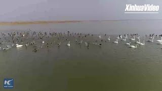 Tens of thousands of migratory birds winter at the Yellow River Delta [upl. by Malita774]