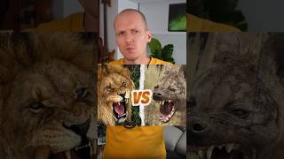 🦁 HYÈNES vs LIONS 😡 [upl. by Ahsa]