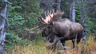 Ever Seen a Grown Bull Moose Cry Watch  MooseMan Video Photography Calendar [upl. by Onimod]