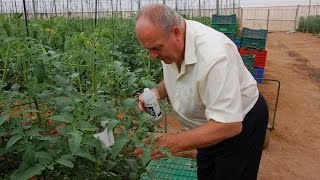 Vigilancia de las Malezas en los Cultivos de Tomate  TvAgro por Juan Gonzalo Angel [upl. by Emie]