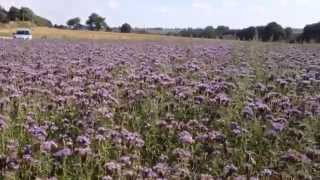 Phacelia flowers in corseul [upl. by Oicaro]