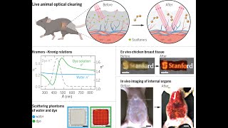 Lightabsorbing dye turns live mouse transparent [upl. by Reg]