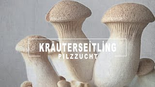 Wie züchtet man Kräuterseitlinge  König Austernpilze in Fruchtbeuteln  Pilze züchten zu Hause [upl. by Tudor]