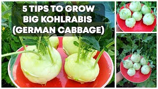 5 Tips To Grow BIG Kohlrabis German Cabbage  Kohlrabi Growing Tips [upl. by Murrell]