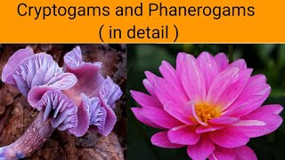 Cryptogams and Phanerogams  in detail   Classification of Plants [upl. by Bertrando212]