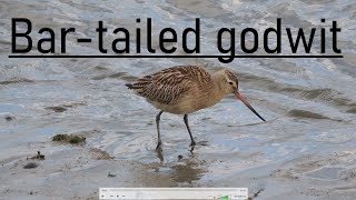 Bartailed godwit Rosse Grutto  9 oct [upl. by Ahseiyt]