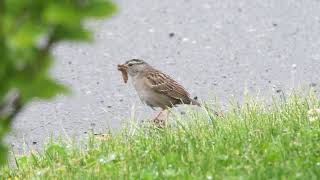 5 25 2024 White crowned Sparrow amp Moth Made with Clipchamp [upl. by Loring]