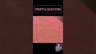 fertilization process in human shorts pregnancy [upl. by Enilehcim]