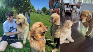 Golden Retriever Slowly Falls In Love With Puppy Brother [upl. by Tichonn714]