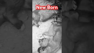 New Born Puppies ♥️😁 puppies puppy doglover dogshorts shortsfeed youtubeshorts shortsviral [upl. by Bernadina]