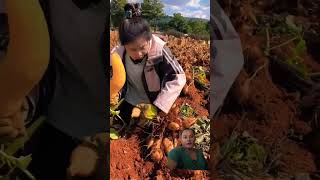 Harvesting sweet potatoes with rural farming life satisfying fruit farming [upl. by Haukom]