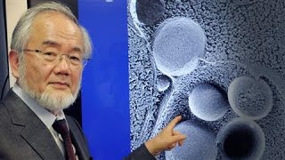 SelfEating Cell Research Wins Nobel in Medicine [upl. by Ethelind]