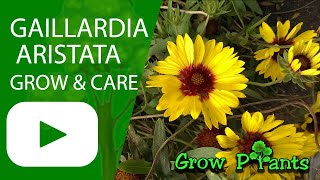 Gaillardia aristata – grow amp care Common blanketflower [upl. by Aruasi920]