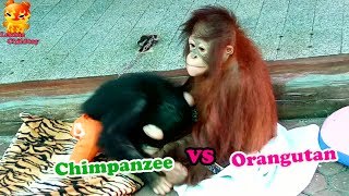 To Watching Baby Chimpanzee VS Baby Orangutan [upl. by Robbi]