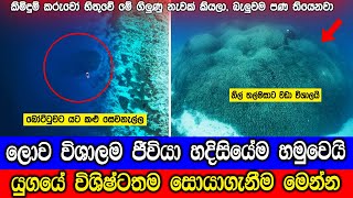 ලොව විශාලතම ජීවියා හදිසියේම හමුවෙයි Scientists Found The Largest Coral Reef [upl. by Madelene976]