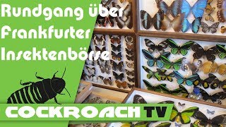 Rundgang Frankfurter Insektenbörse [upl. by Dorraj171]