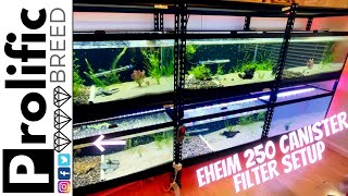 HOW TO SET UP EHEIM CANISTER FILTER  FISH ROOM UPDATE [upl. by Codd]