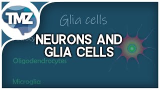 Celltypes in the Central Nervous System Neurons amp Glia cells in the CNS [upl. by Nered]