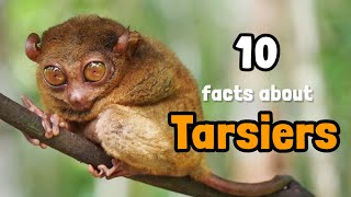 Facts about Tarsiers [upl. by Imer8]