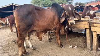 Tuesday update  sahiwal cholistani bachre  Lahore cow Mandi shapur kanjra  LAHORI SHAUK [upl. by Nnayram]