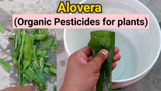 घर पर ऐलोवेरा से पेस्टिसाइड या कीटनाशक दवा कैसे बनाएं फ्री में  Alovera Pesticide formula [upl. by Davey]