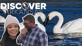 Feeding trumpeter swans in Heber Springs [upl. by Jenine]