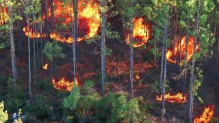 Prescribed Burns restoring the longleaf pine ecosystem EcoAdventures North Florida [upl. by Adnek552]