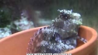 Salarias fasciatus filmed by httpwwwmeerwasservideothekde [upl. by Viguerie]