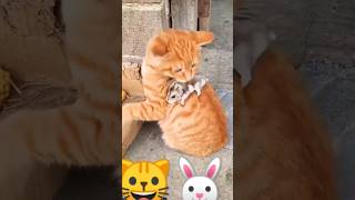 bacao viralvideo youtube cat funny short song [upl. by Dearr]