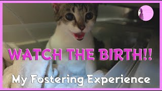 Cat Giving Birth  What I did to prepare  My Fostering Experience [upl. by Idnor]