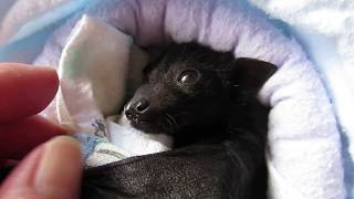 Orphaned baby bat cries for her mum [upl. by Ber]