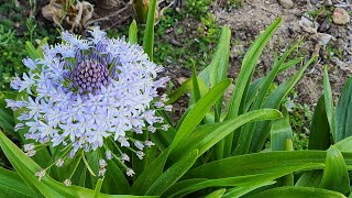 Scilla Peruviana  Complete Guide with all updates [upl. by Amzaj]